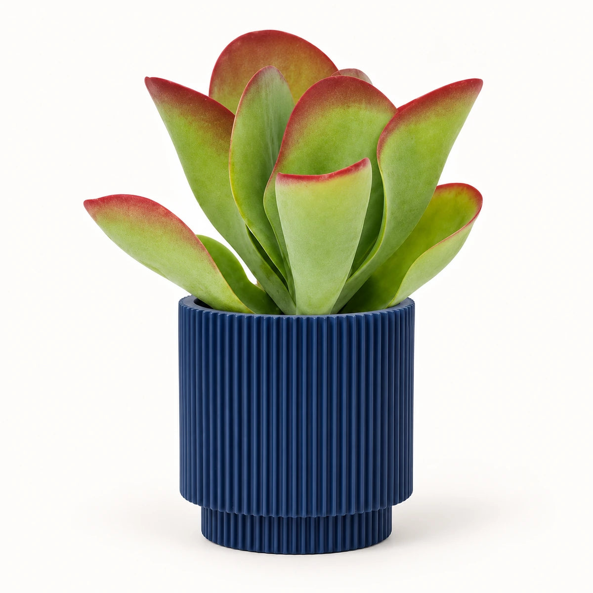 Kalanchoe 'Flapjack' 10.5cm + Capi Vase cylinder groove dark blue 11cm (BGVDB312)