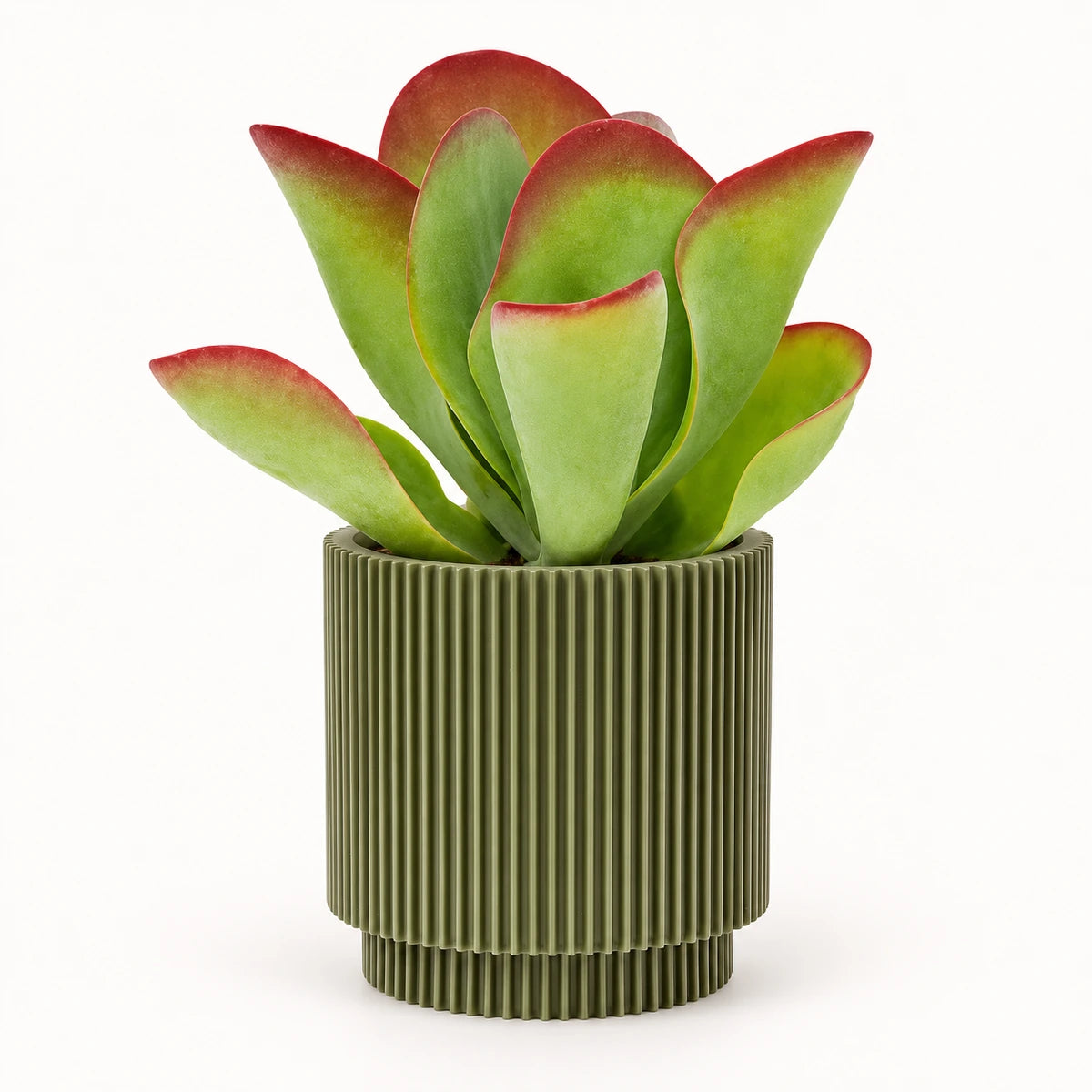 Kalanchoe 'Flapjack' 10.5cm + Capi Vase cylinder groove green 11cm (BGVGN312)