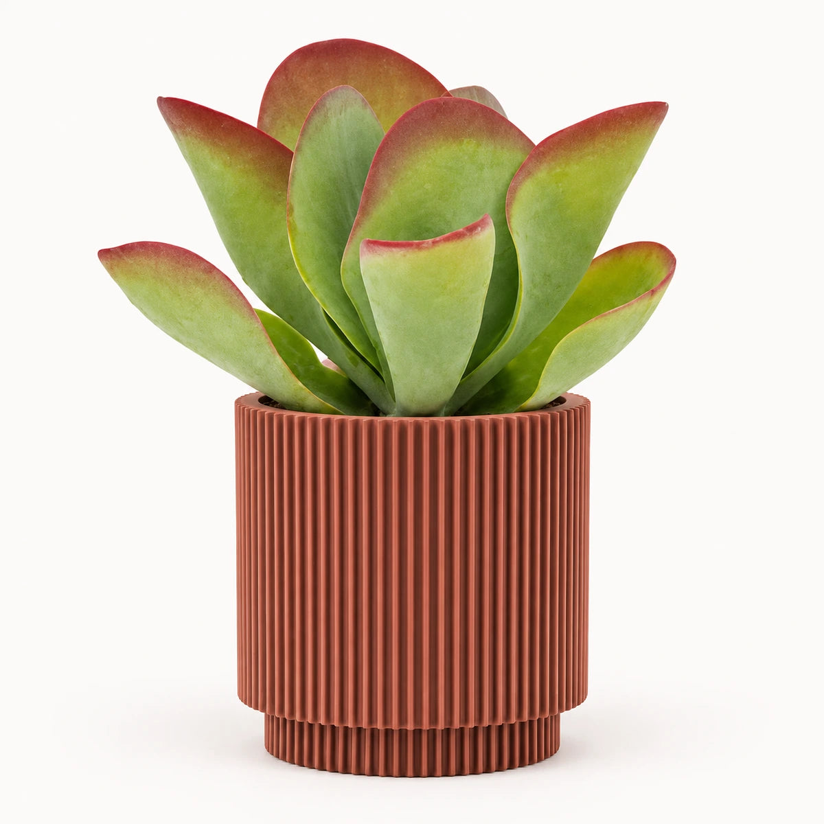 Kalanchoe 'Flapjack' 10.5cm + Capi Vase cylinder groove merlot-red 11cm (BGVMR312)