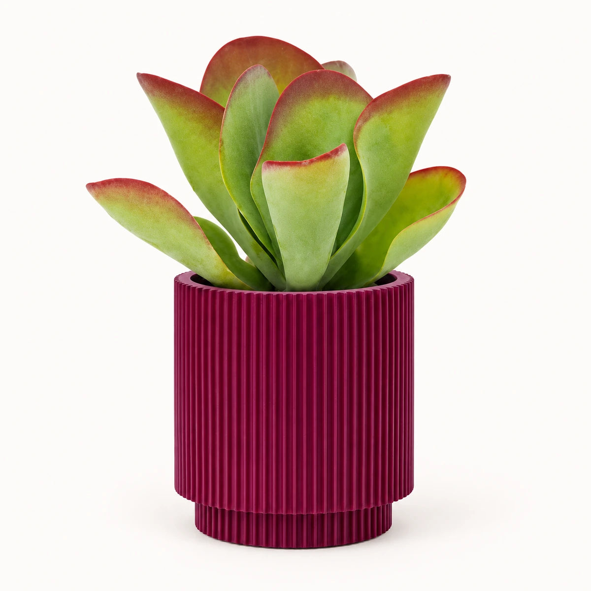Kalanchoe 'Flapjack' 10.5cm + Capi Vase cylinder groove purple 11cm (BGVP312)