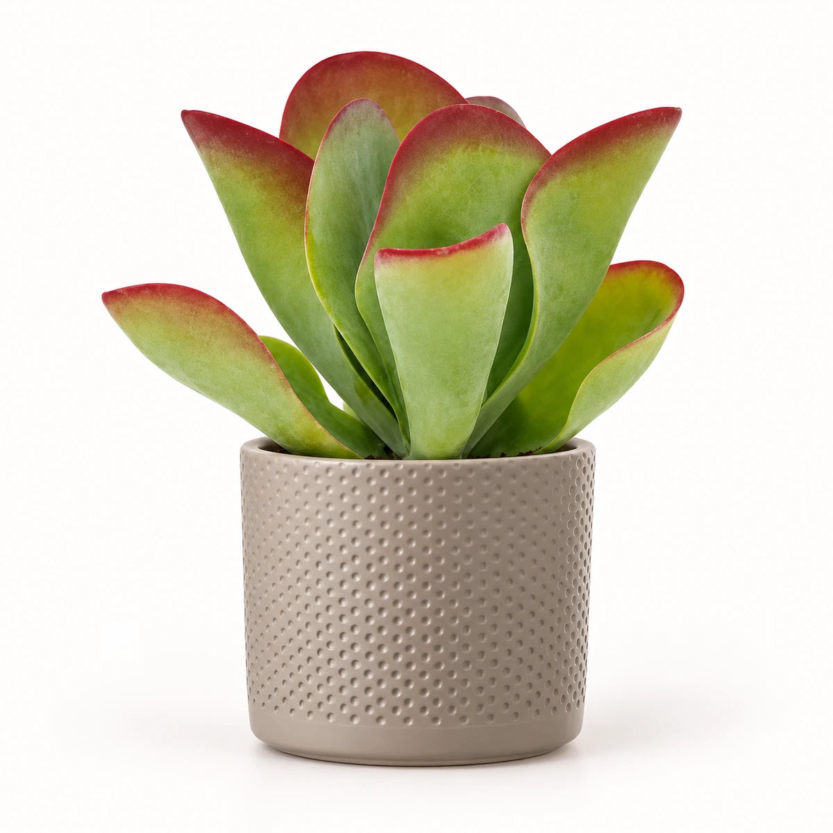 Kalanchoe 'Flapjack' 10.5cm + Era taupe relief 10.5cm (1051626)