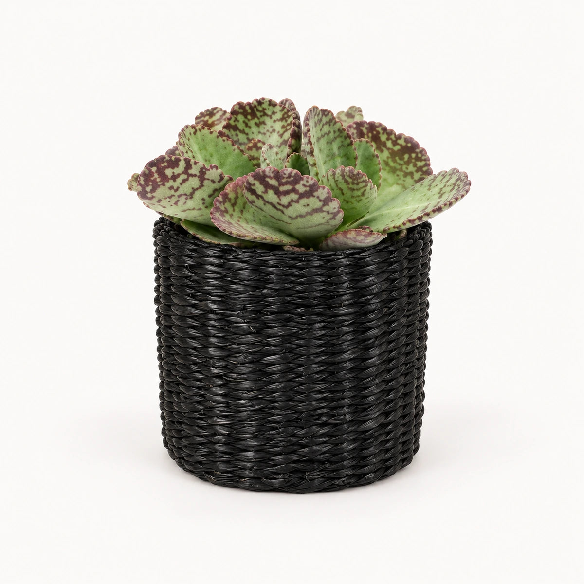 Kalanchoe humilis 12cm + Alexis black 13cm (1102736)