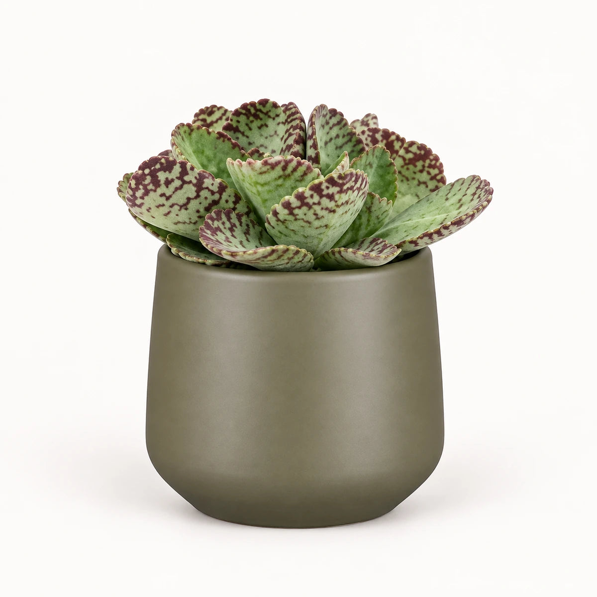 Kalanchoe humilis 12cm + Amber green matt 12cm (1087671)