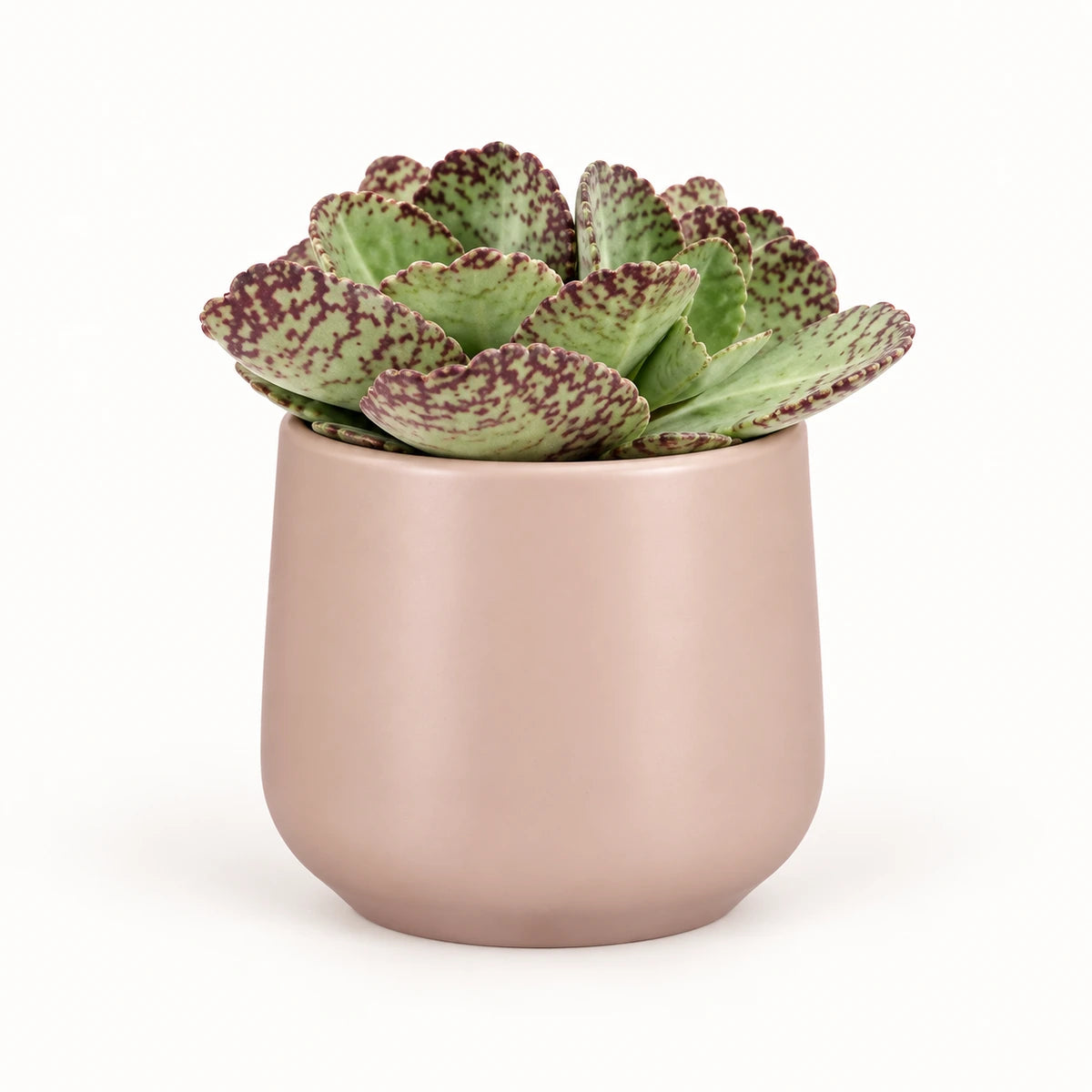 Kalanchoe humilis 12cm + Amber l. pink matt 11.5cm (1094377)