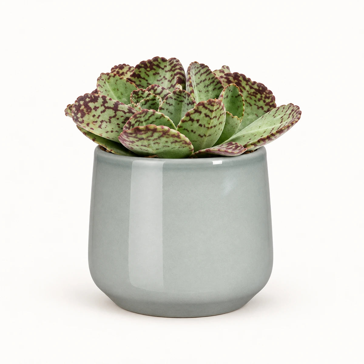 Kalanchoe humilis 12cm + Amber light grey 12cm (1167582)
