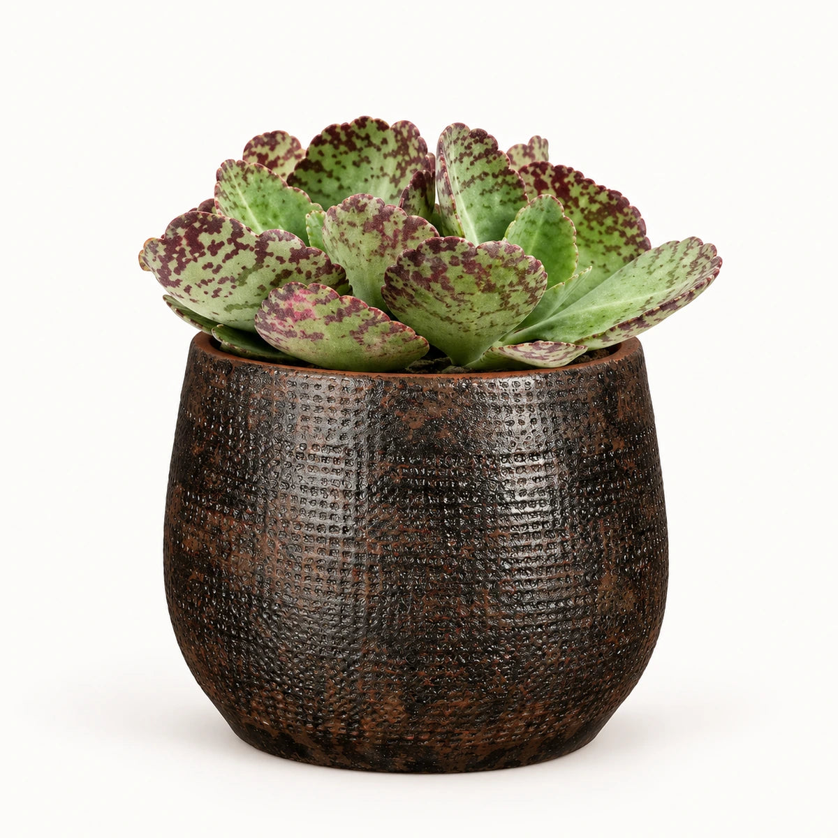 Kalanchoe humilis 12cm + Enrique brown 13cm (1157584)