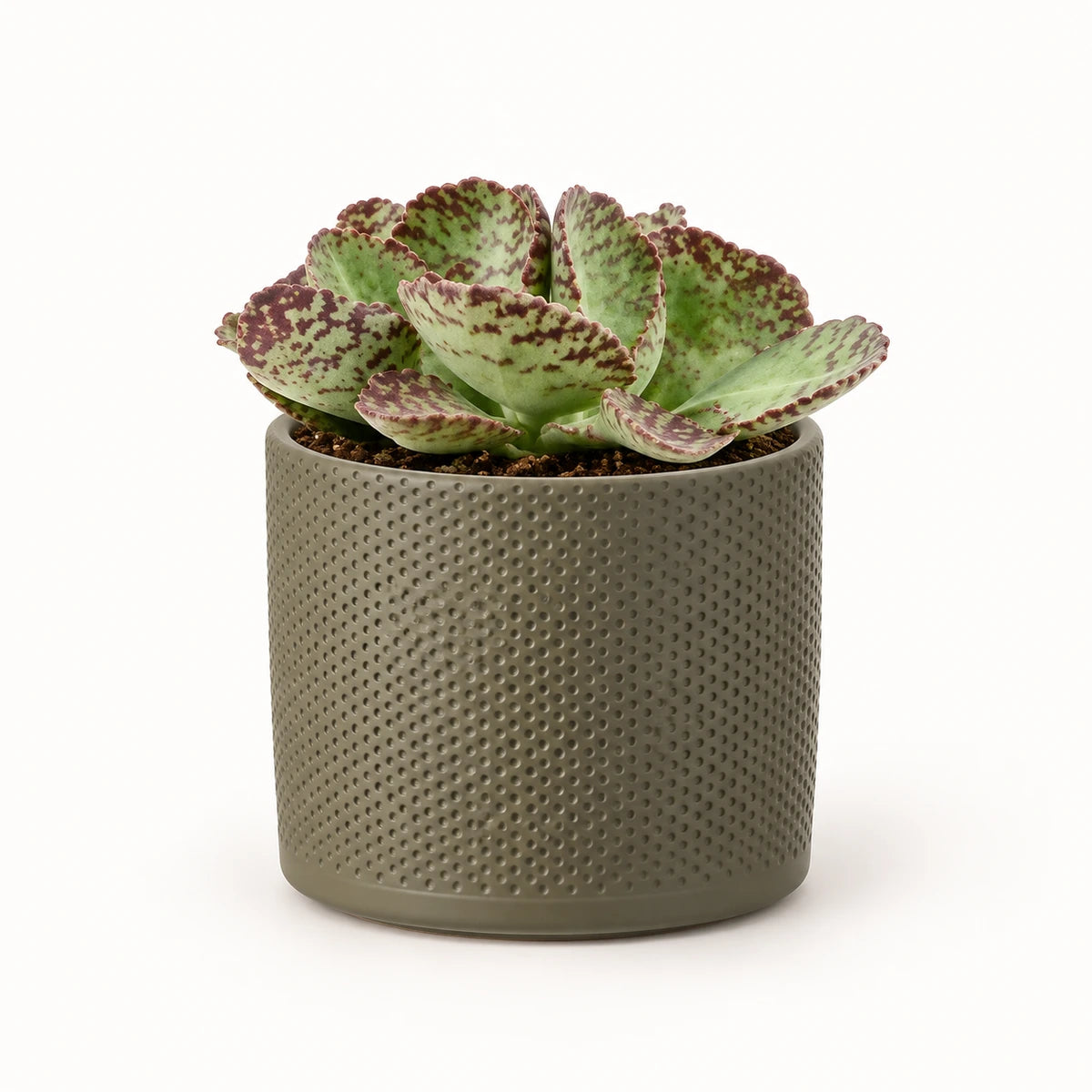Kalanchoe humilis 12cm + Era green relief 14cm (1051633)
