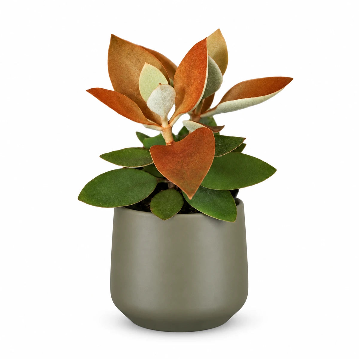 Kalanchoe orygalis 12cm + Amber green matt 13cm (1097324)