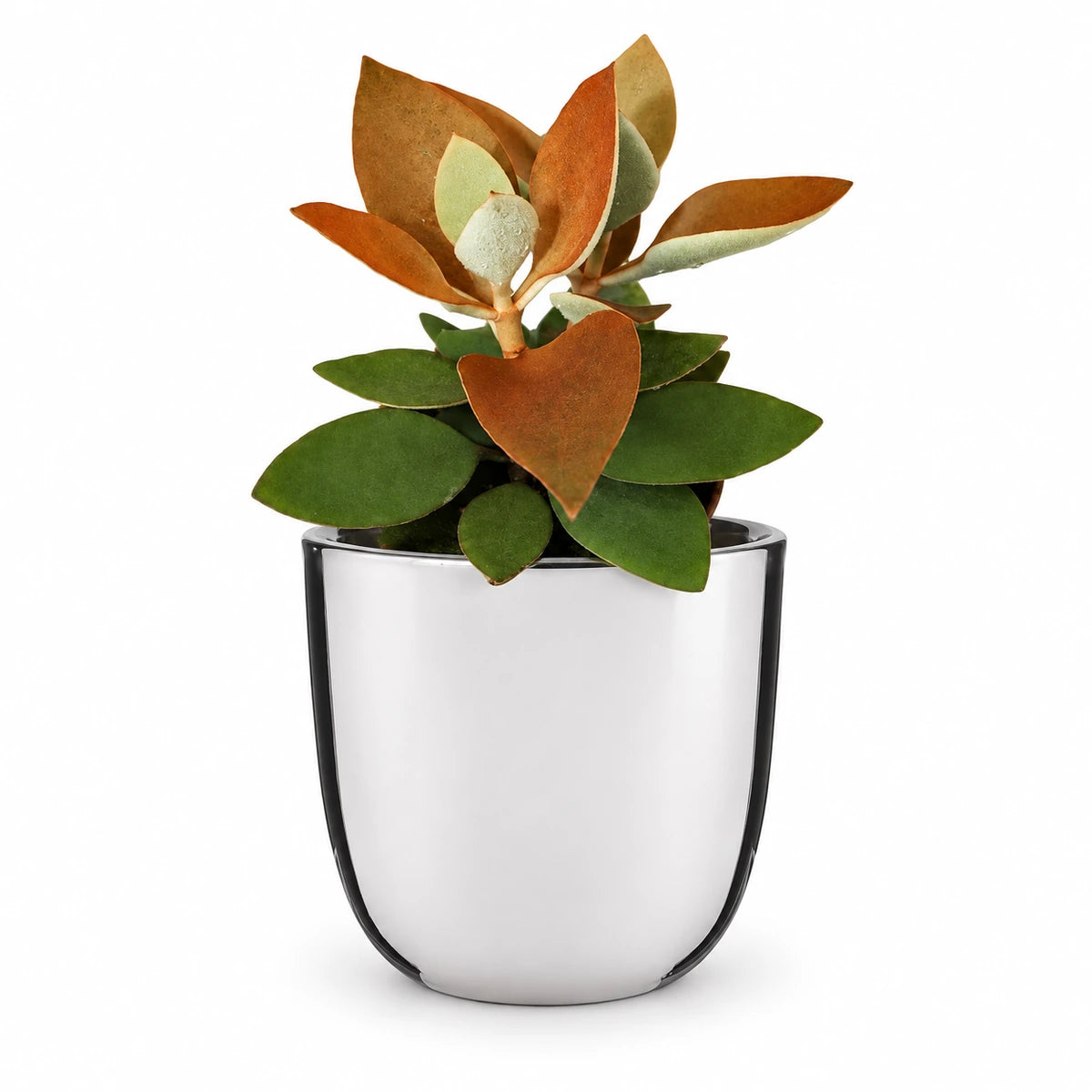 Kalanchoe orygalis 12cm + Chaz silver 15.5cm (116702)