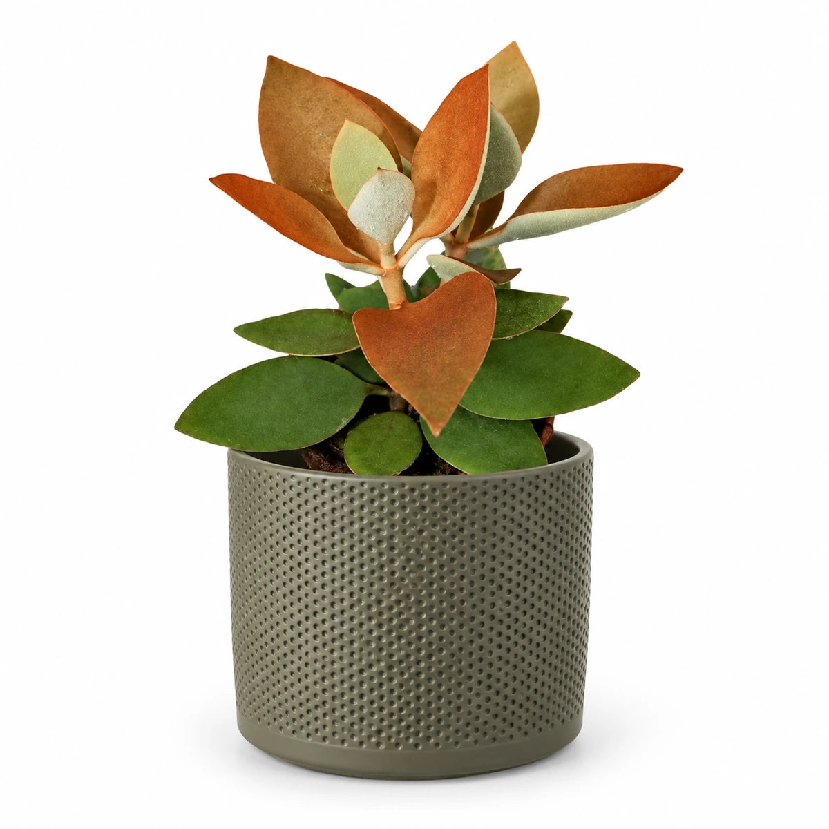 Kalanchoe orygalis 12cm + Era green relief 14cm (1051633)