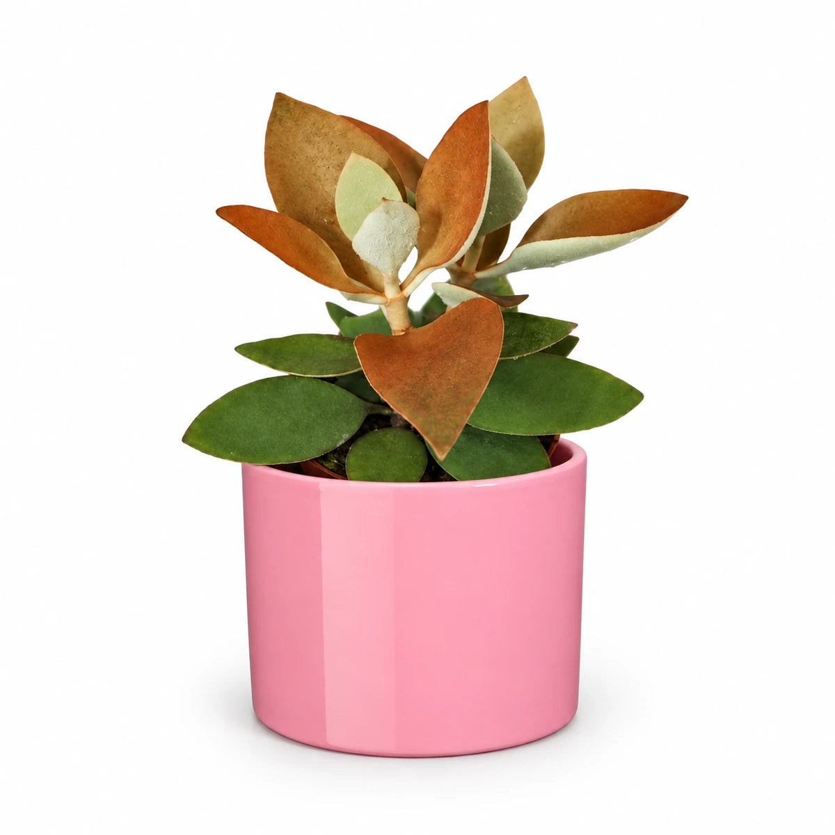 Kalanchoe orygalis 12cm + Era pink 12cm (1135539)