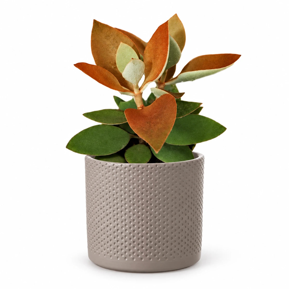 Kalanchoe orygalis 12cm + Era taupe relief 12cm (1051627)