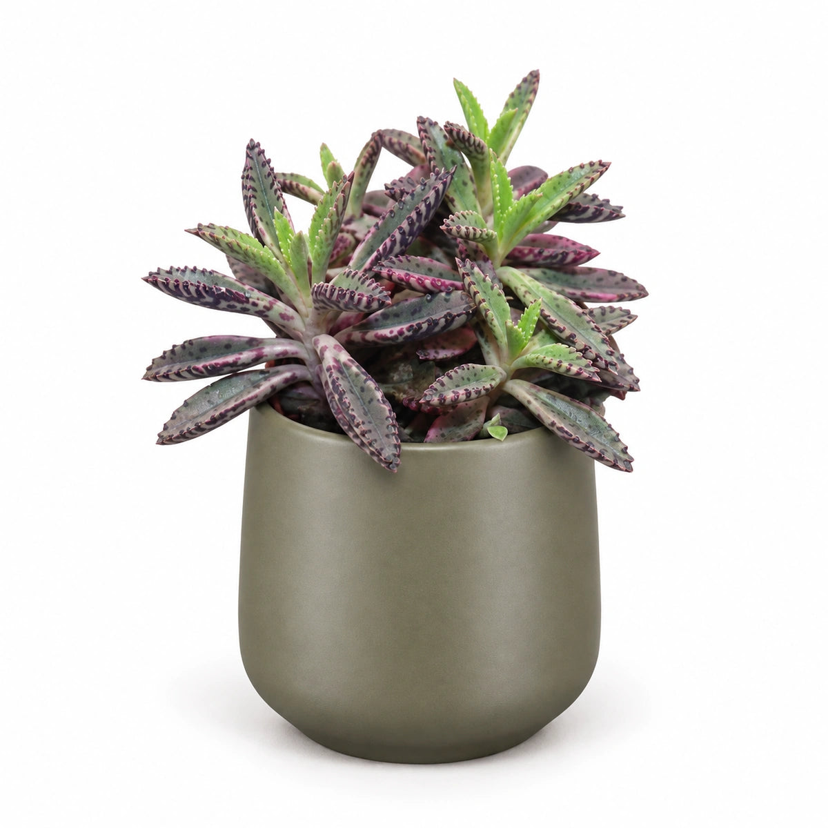 Kalanchoe cv. 'pink butterflies' 5.5cm + Amber green matt 6cm (1094372)