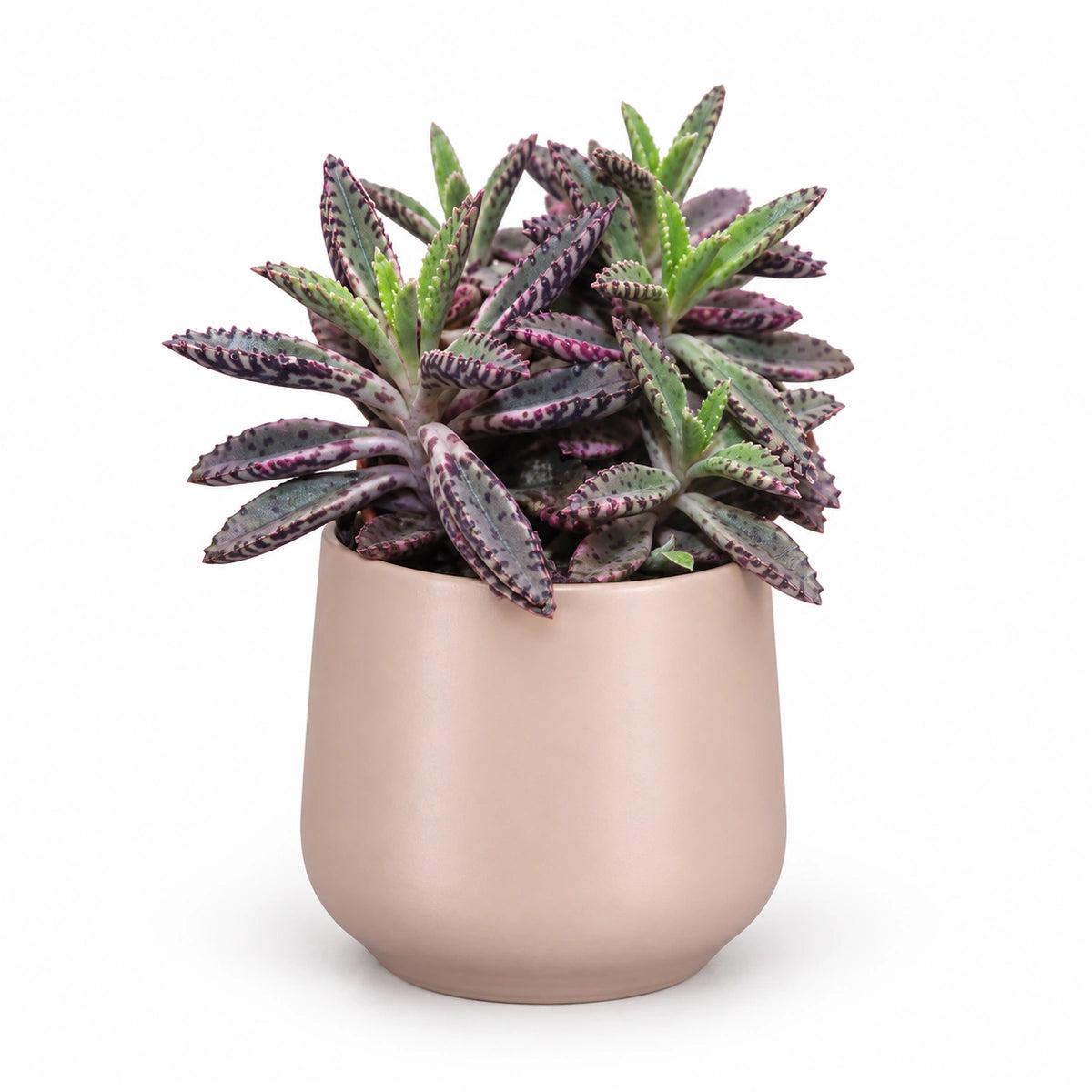 Kalanchoe cv. 'pink butterflies' 5.5cm + Amber l. pink matt 6cm (1094375)