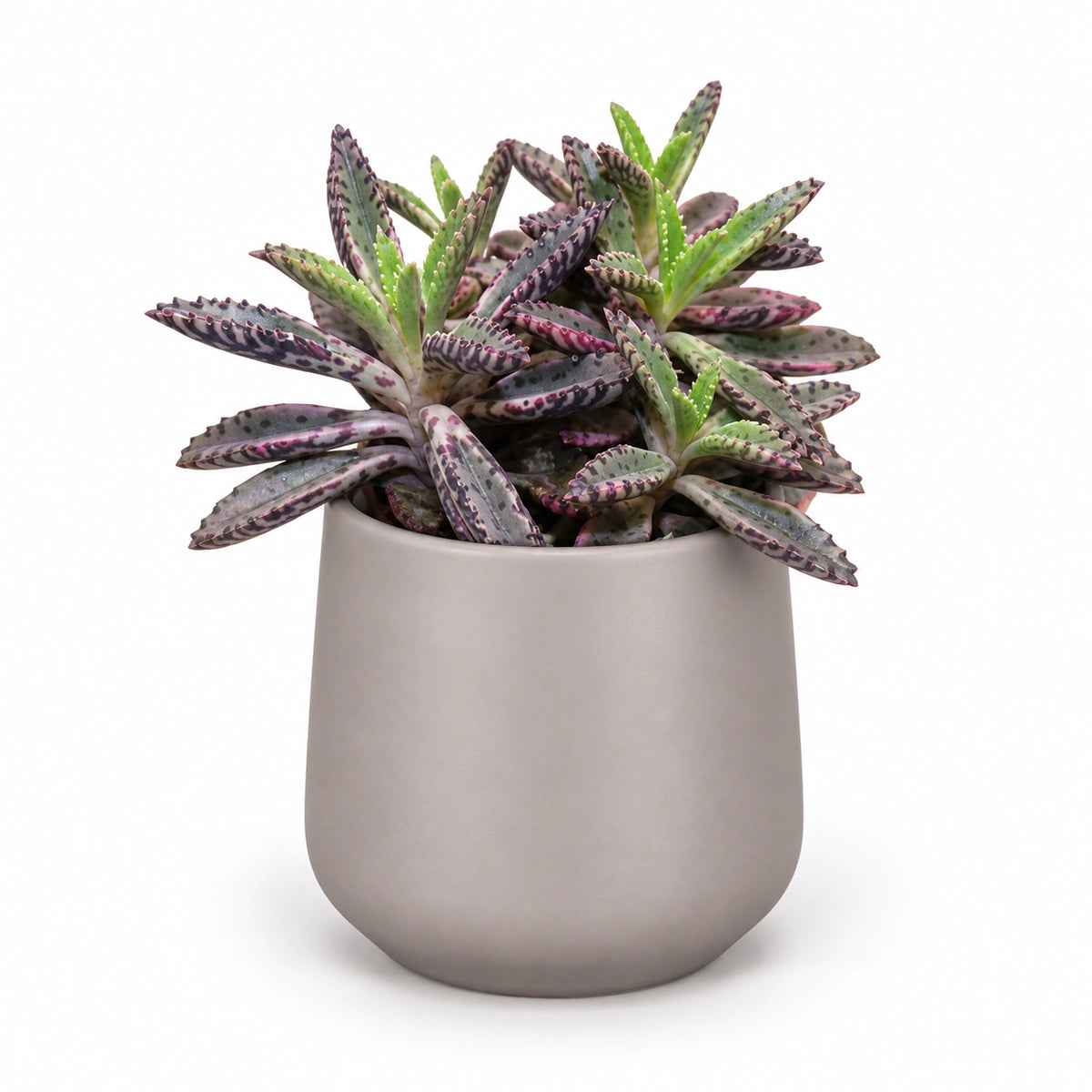 Kalanchoe cv. 'pink butterflies' 5.5cm + Amber taupe matt 6cm (1094366)