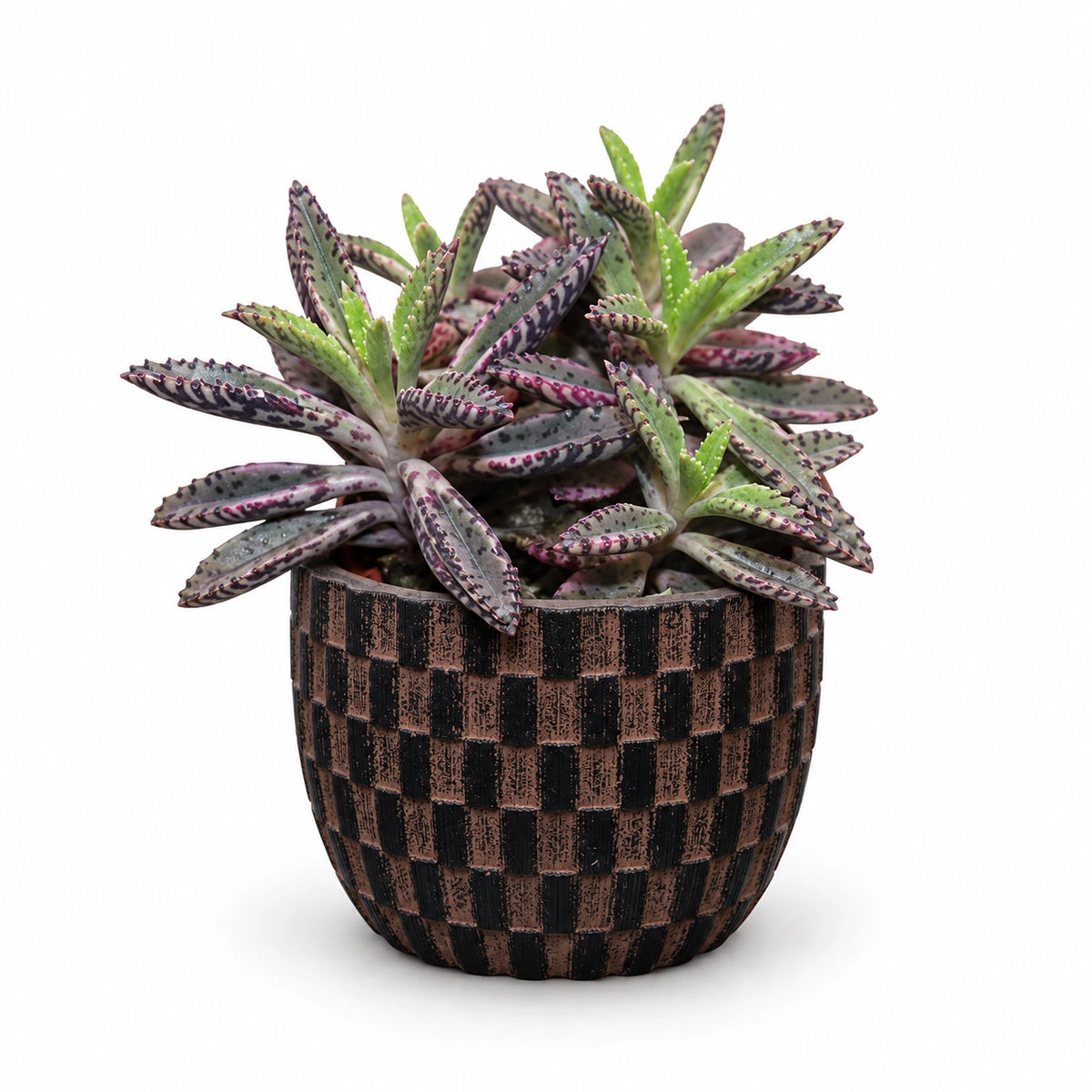 Kalanchoe cv. 'pink butterflies' 5.5cm + Capi Egg wave brown 10cm (BWVB139)