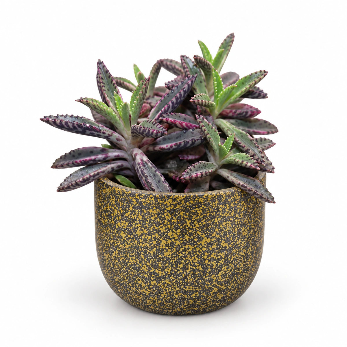 Kalanchoe cv. 'pink butterflies' 5.5cm + Capi Planter ball Terrazzo gold 8cm (BTZG131)