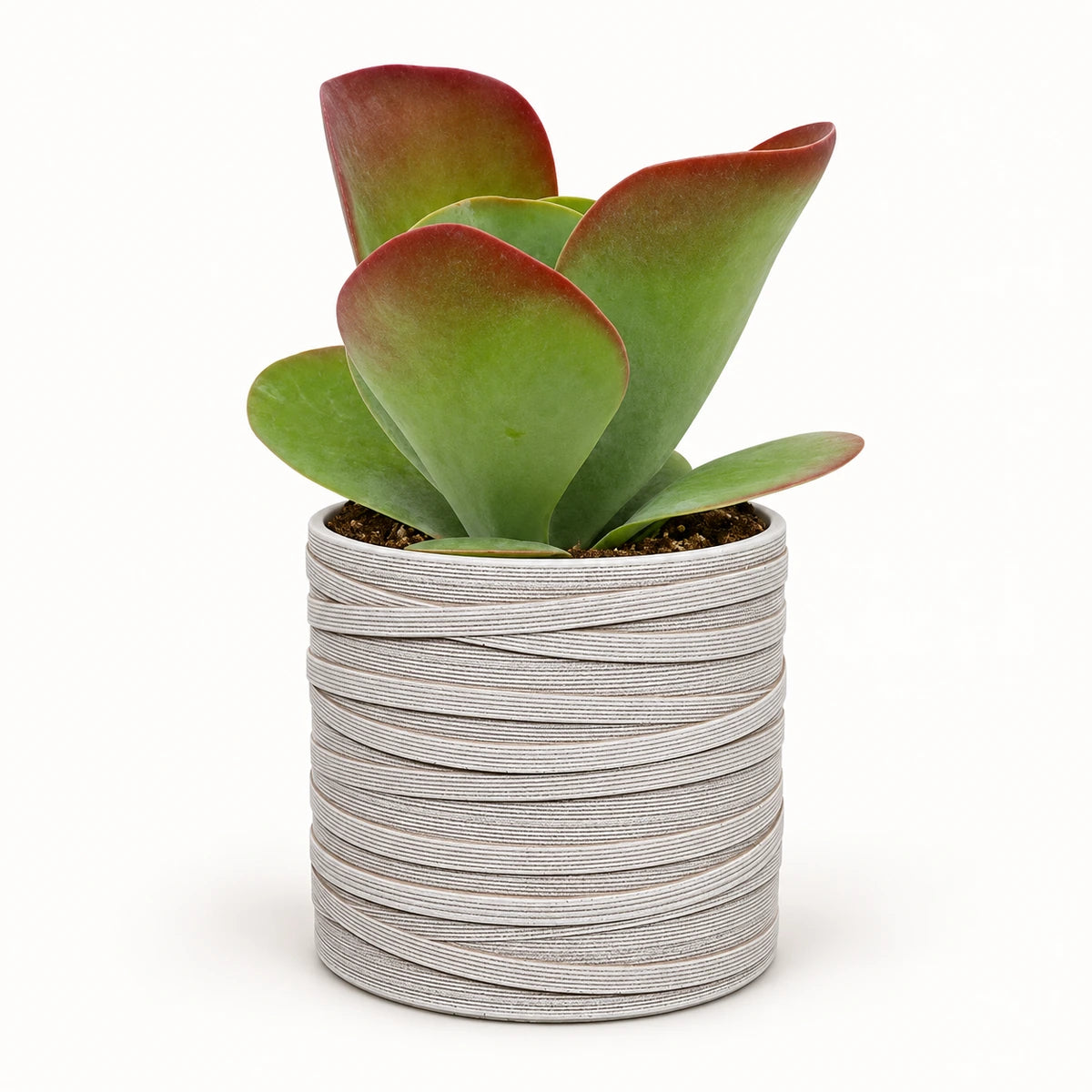 Kalanchoe 'Sahara Shadows' 10.5cm + Capi cylinder loop ivory 12cm (BLPI211)
