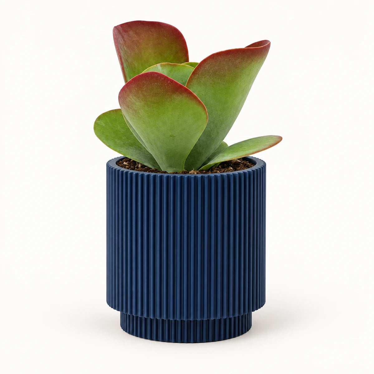 Kalanchoe 'Sahara Shadows' 10.5cm + Capi Vase cylinder groove dark blue 11cm (BGVDB312)