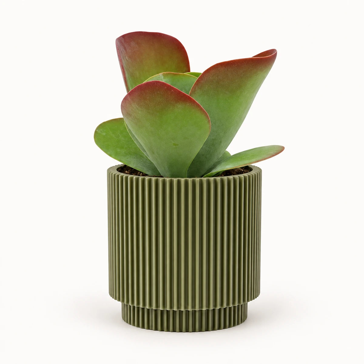 Kalanchoe 'Sahara Shadows' 10.5cm + Capi Vase cylinder groove green 11cm (BGVGN312)