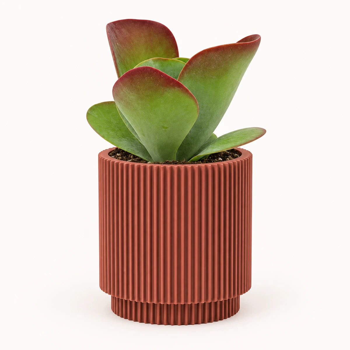 Kalanchoe 'Sahara Shadows' 10.5cm + Capi Vase cylinder groove merlot-red 11cm (BGVMR312)
