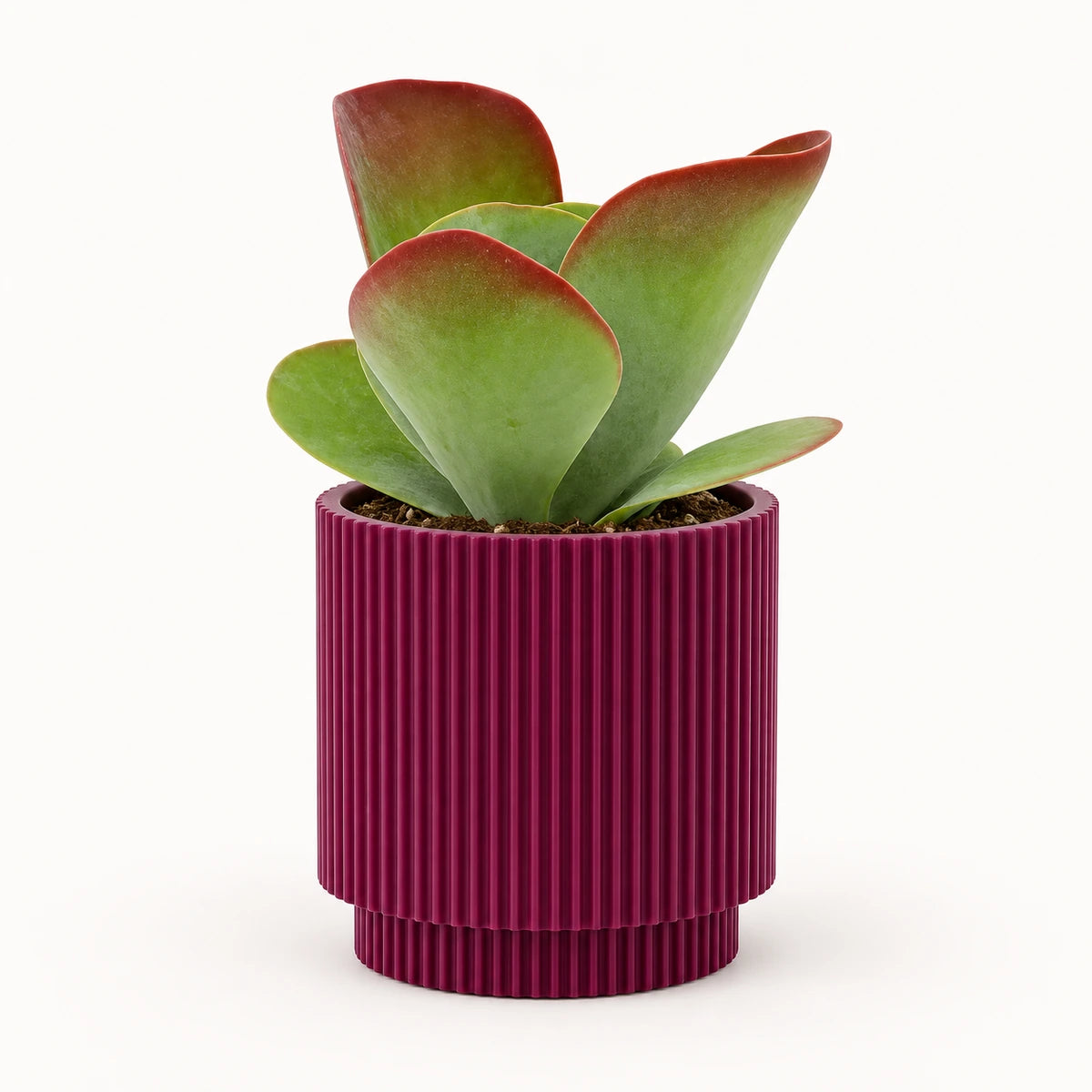 Kalanchoe 'Sahara Shadows' 10.5cm + Capi Vase cylinder groove purple 11cm (BGVP312)