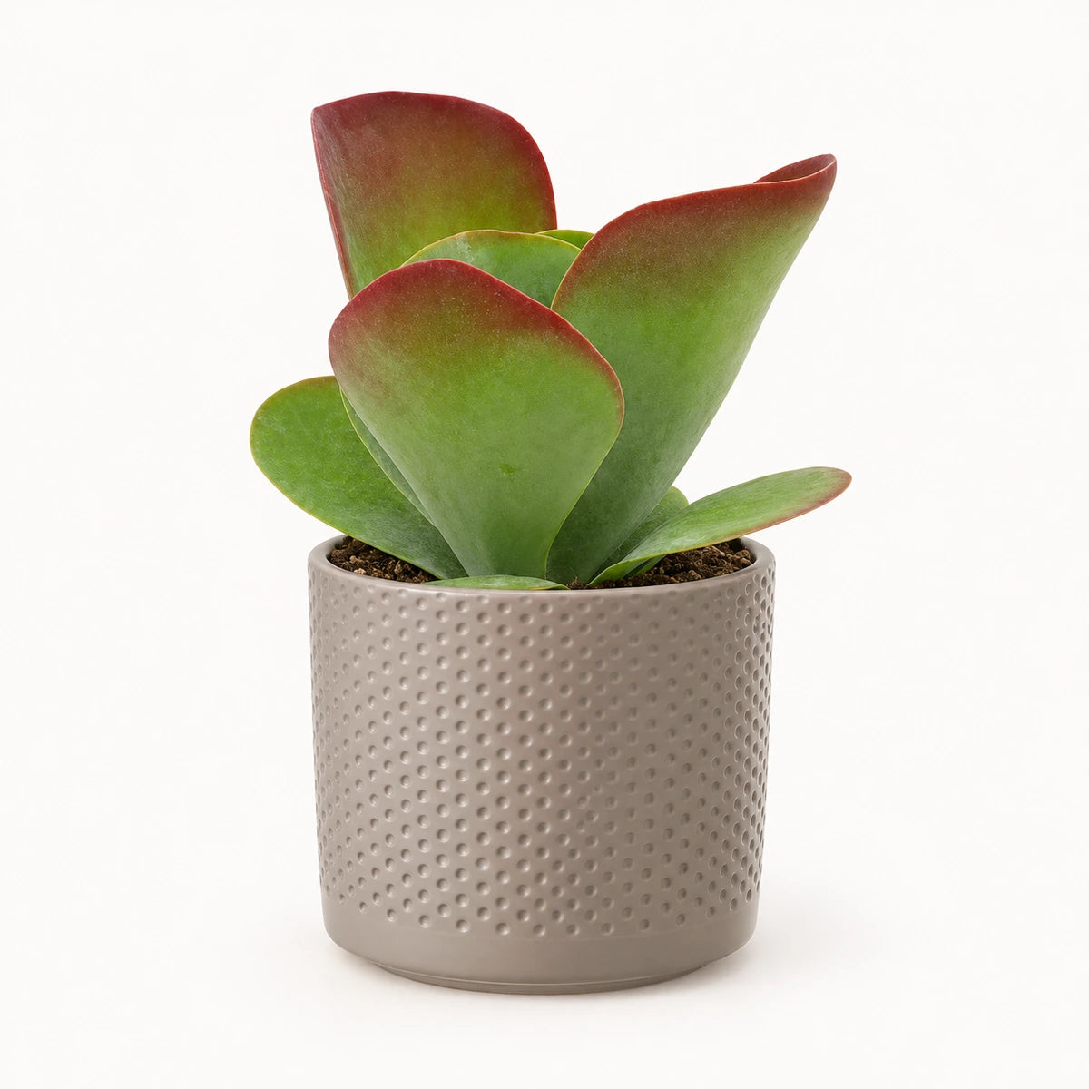 Kalanchoe 'Sahara Shadows' 10.5cm + Era taupe relief 10.5cm (1051626)