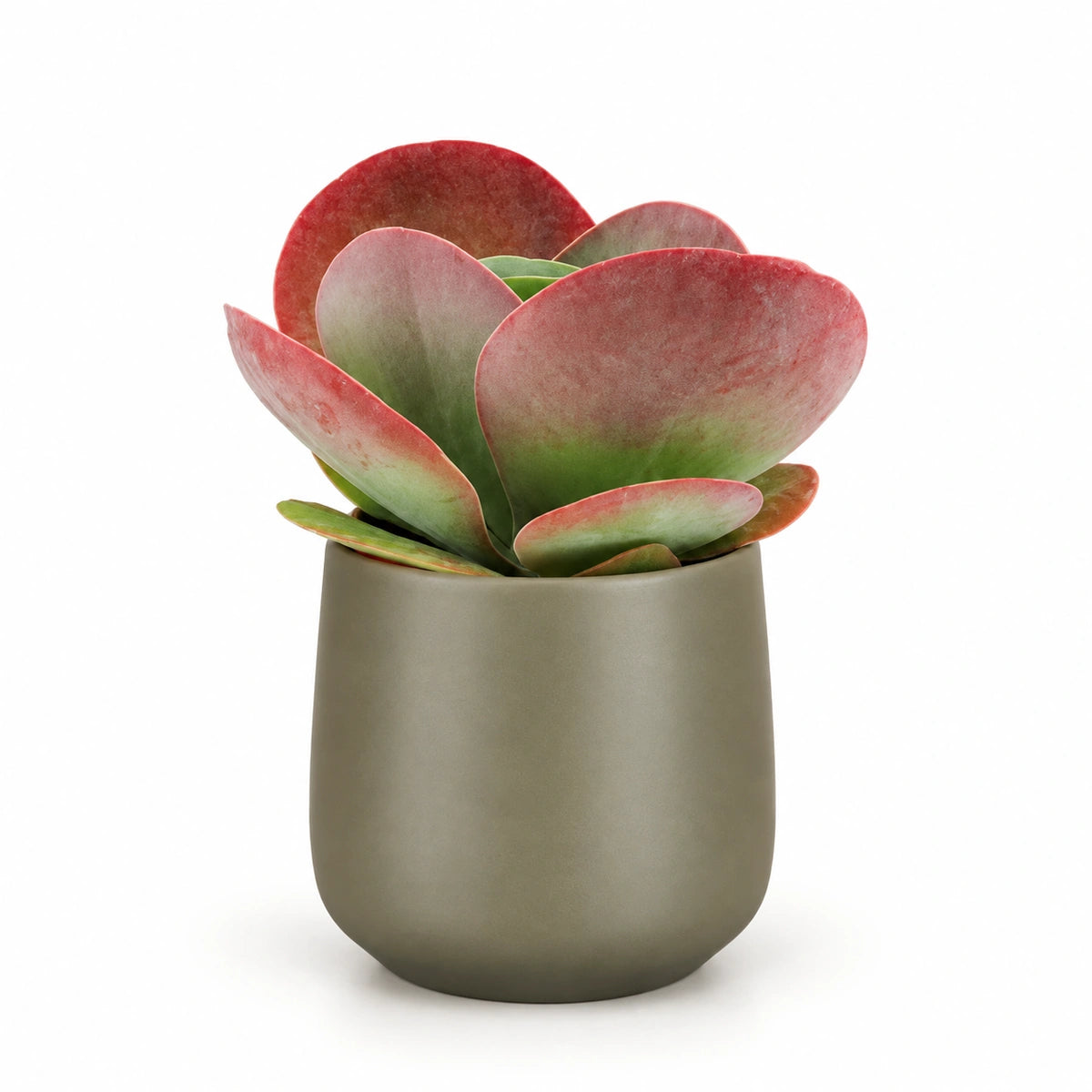kalanchoe thyrsiflora 5.5cm + Amber green matt 6cm (1094372)