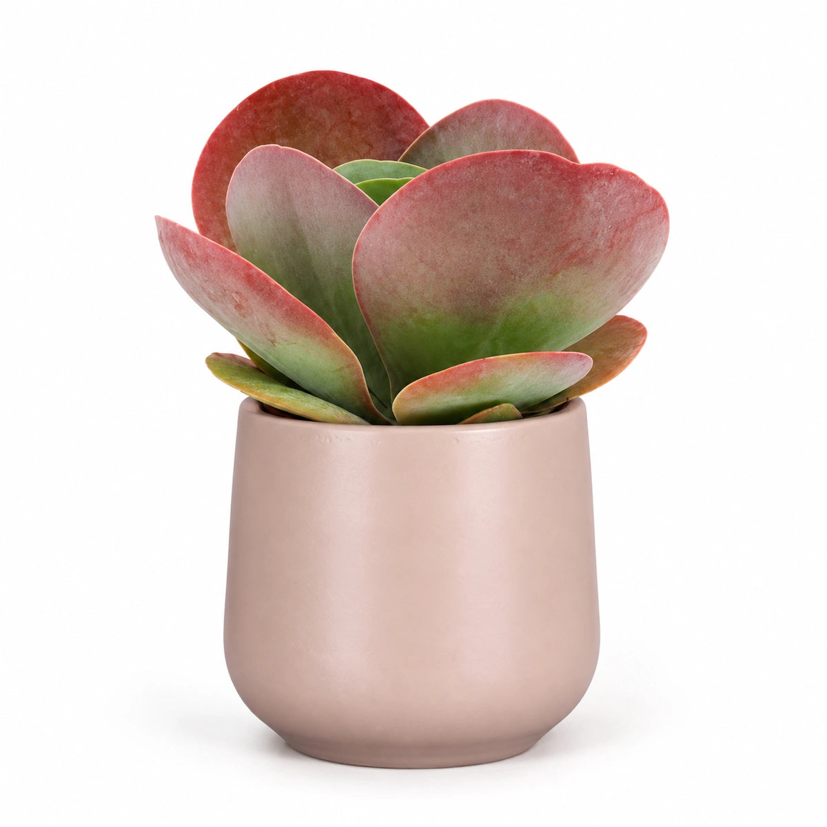 kalanchoe thyrsiflora 5.5cm + Amber l. pink matt 6cm (1094375)
