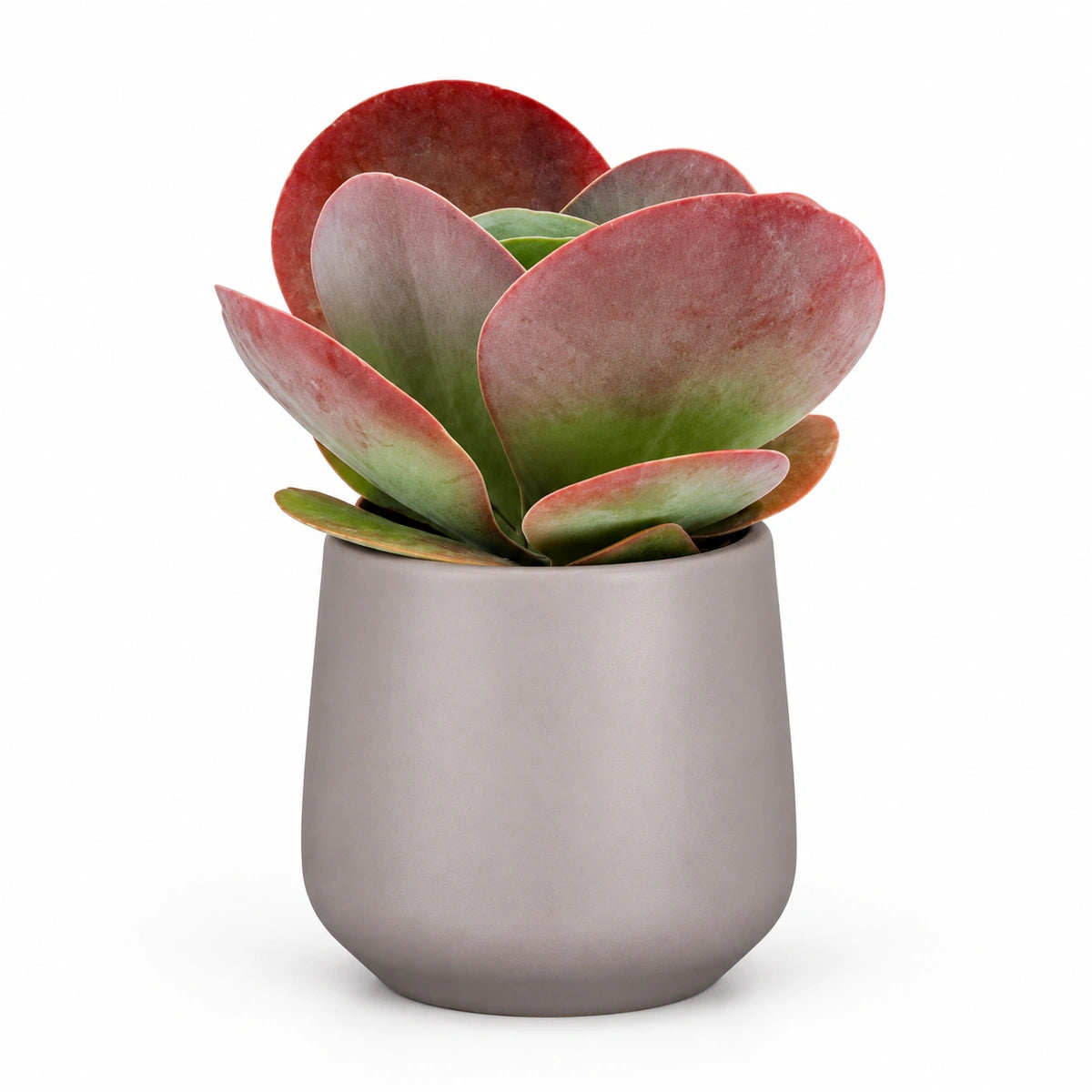 kalanchoe thyrsiflora 5.5cm + Amber taupe matt 6cm (1094366)