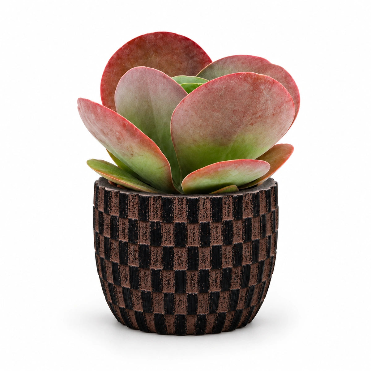 kalanchoe thyrsiflora 5.5cm + Capi Egg wave brown 10cm (BWVB139)
