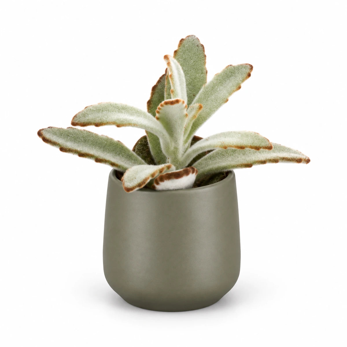 Kalanchoe tomentosa 5.5cm + Amber green matt 6cm (1094372)