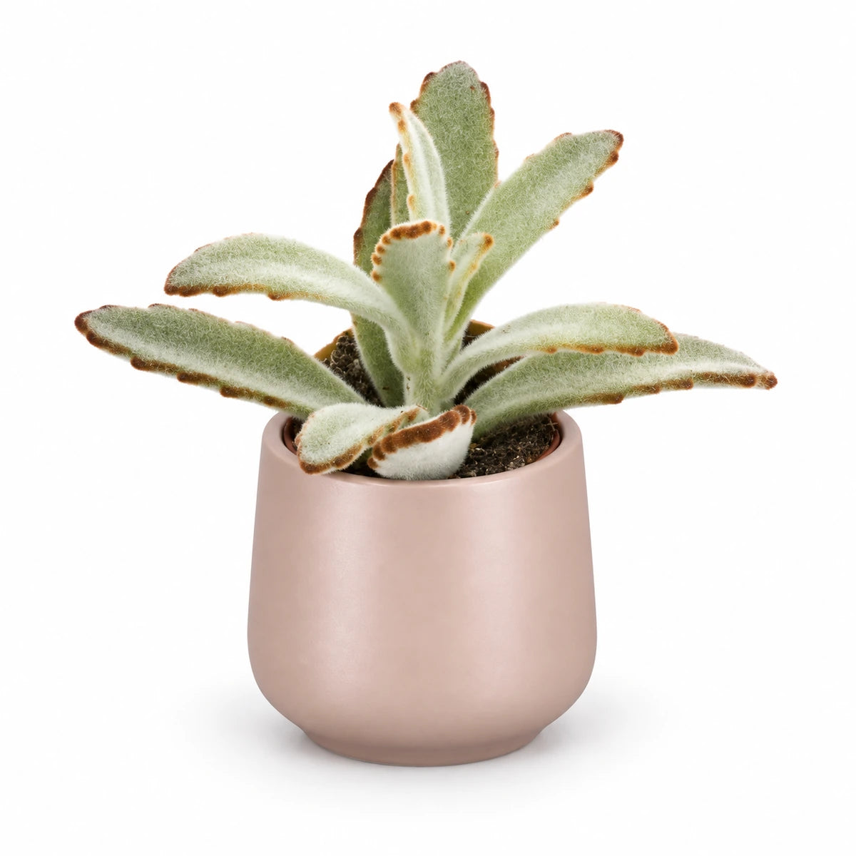 Kalanchoe tomentosa 5.5cm + Amber l. pink matt 6cm (1094375)