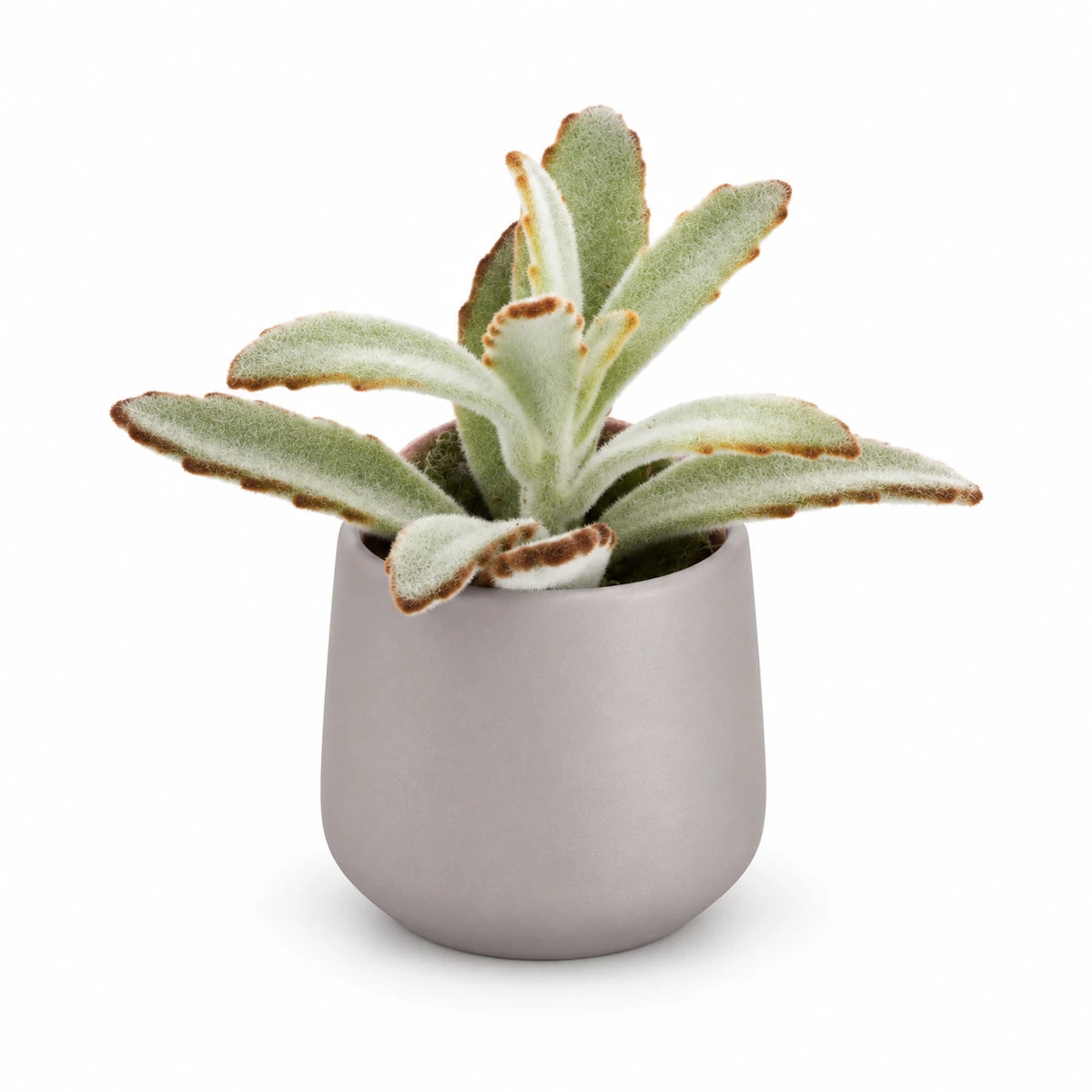 Kalanchoe tomentosa 5.5cm + Amber taupe matt 6cm (1094366)
