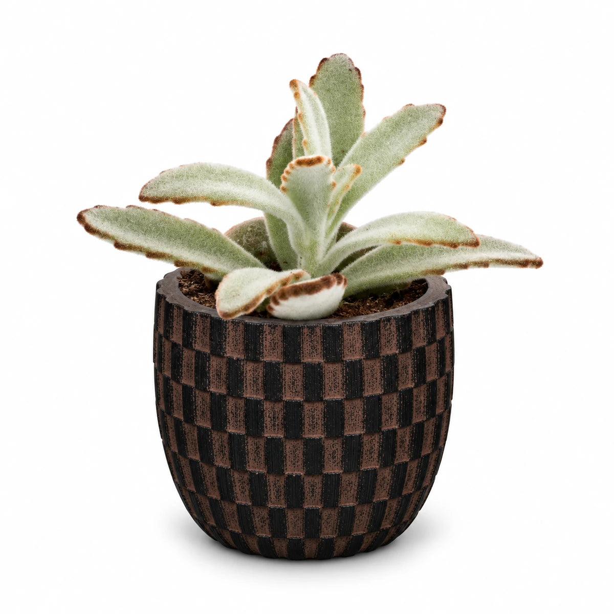 Kalanchoe tomentosa 5.5cm + Capi Egg wave brown 10cm (BWVB139)