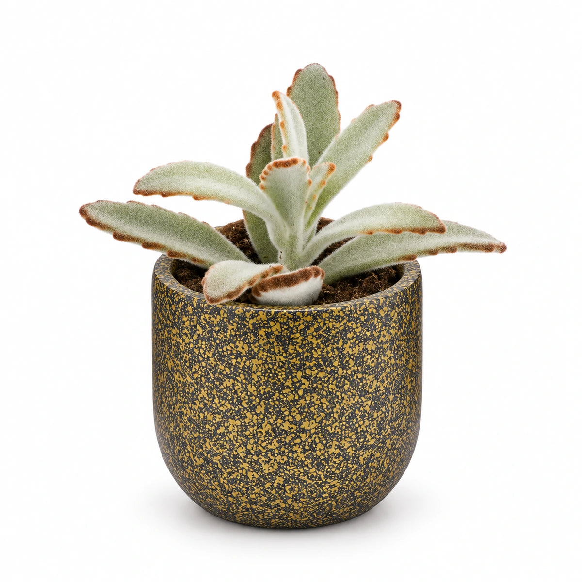 Kalanchoe tomentosa 5.5cm + Capi Planter ball Terrazzo gold 8cm (BTZG131)