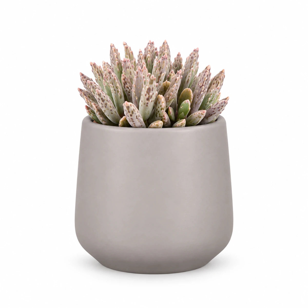 Kalanchoe tubiflora 5.5cm + Amber taupe matt 6cm (1094366)