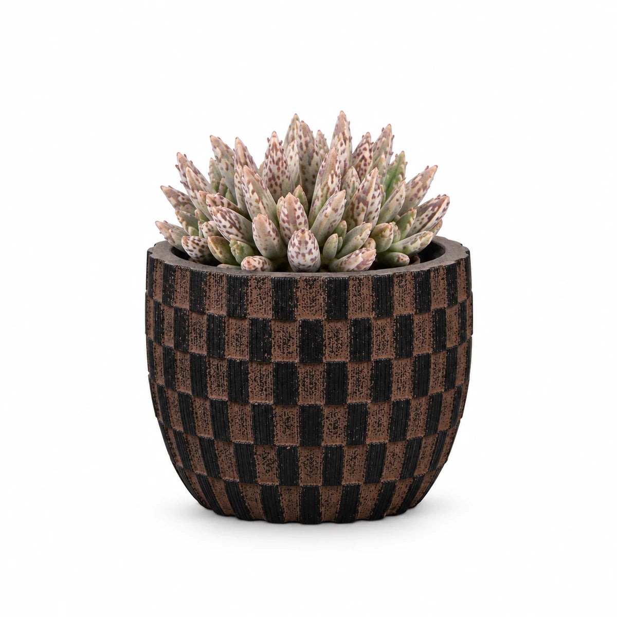 Kalanchoe tubiflora 5.5cm + Capi Egg wave brown 10cm (BWVB139)