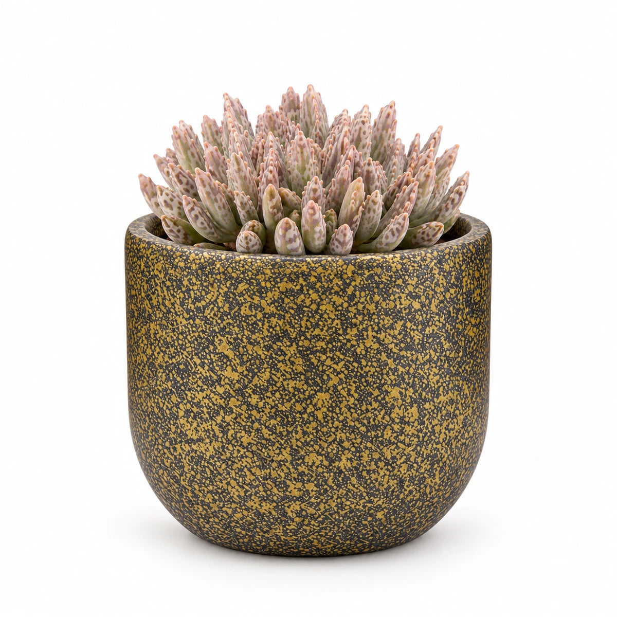 Kalanchoe tubiflora 5.5cm + Capi Planter ball Terrazzo gold 8cm (BTZG131)