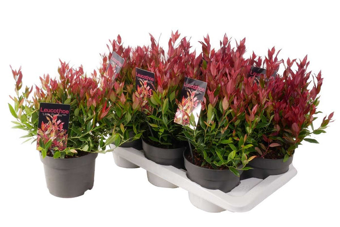 Leucothoe 'little flames'® 17cm