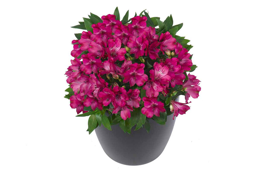 
                  
                    Alstroemeria® 'Machu'
                  
                