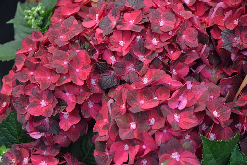 Hydrangea 'Magical Ruby Tuesday'® 17cm – Greenleaf Garden Center