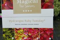 
                  
                    Hydrangea 'Magical Ruby Tuesday'®
                  
                