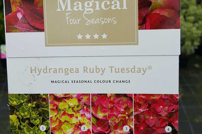 Hydrangea 'Magical Ruby Tuesday'®