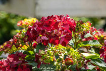 
                  
                    Hydrangea 'Magical Ruby Tuesday'®
                  
                
