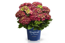 
                  
                    Hydrangea 'Magical Ruby Tuesday'®
                  
                