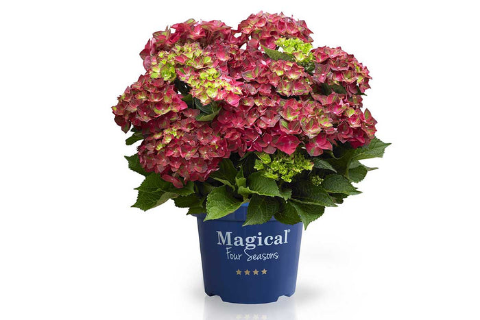 Hydrangea 'Magical Ruby Tuesday'®