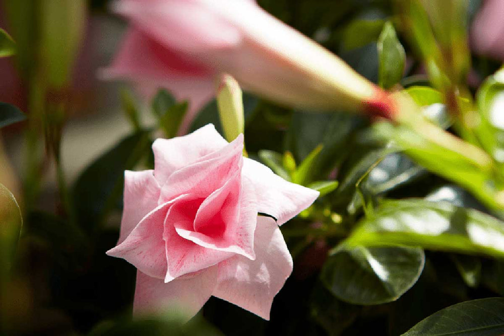 
                  
                    Mandevilla® 'double blush pink' 15cm
                  
                