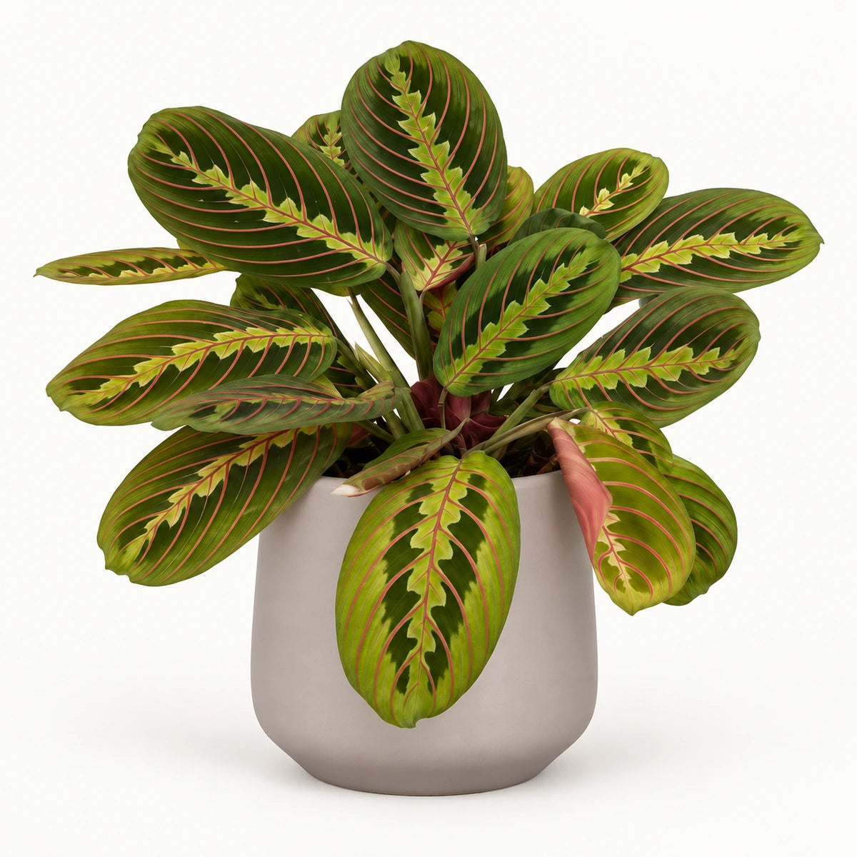 Maranta fascinator 12cm + Amber taupe matt 13cm