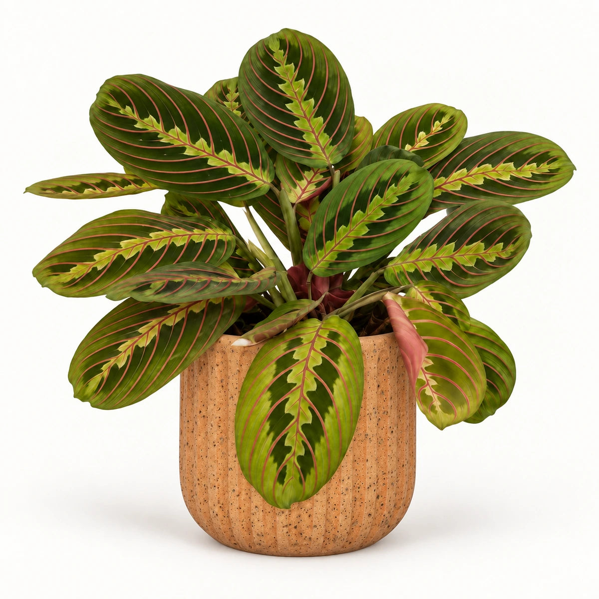 Maranta fascinator 12cm + Dante l. brown 14cm